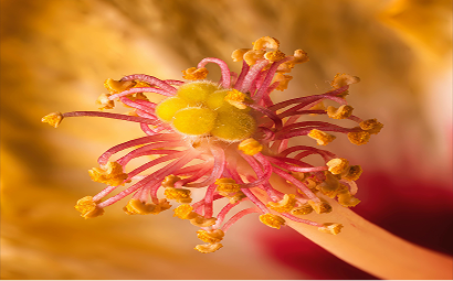 Verified Pollen Presence